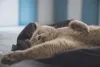 Raça British Shorthair adora uma preguicinha e é pouco ativa