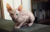 Sphynx: gato sem pelo é um dos mais fofos e carinhosos