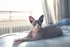 Raça de gato Sphynx é muito inteligente e pode aprender comandos