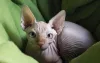 O gato Sphynx ésuper apegado com os humanos e ama um chamego