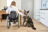 O Pastor Alemão é uma raça de cão guia que protege paraplégicos