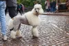 O Poodle gigante é outro cão guia que mesmo fofinho possui porte atlético e protetor