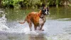 O Boxer também pode ser um cão de guia, ele até já participou de guerras