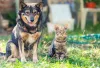 Como adestrar um gato? Os felinos também conseguem ser adestrados!