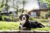 O Bernese também é conhecido como Boiadeiro de Berna ou Boiadeiro Bernês