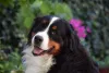 Raça de cachorro Bernese pode ser definida pelo bom humor