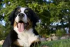 O Bernese é um cachorro muito peludo e suporta baixas temperaturas
