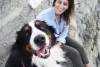 Bernese: cachorro ama estar ao lado dos humanos