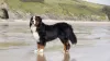 Sempre que o Bernese se molhar, é importante secar muito bem seus pelos