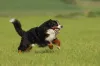 Cachorro Bernese aprecia bastante casas com quintais e espaços abertos