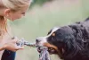 O cachorro Bernese ama brincar com seus donos