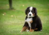 Bernese Mountain Dog: preço do filhote vai depender do canil