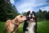 O Bernese é muito sociável e mantém boa relação com outros cães