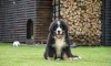 Raça de cachorro Bernese pode ter pelos lisos ou ondulados