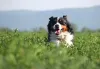 Inteligente, o Bernese aprende com facilidade