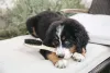 O filhote de Bernese é ainda mais ativo do que o cachorro adulto