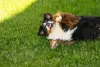 Das raças de cachorro, o Bernese é um dos mais dóceis