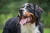 Para ter um Bernese, preço pode chegar a R$ 10 mil em alguns canis