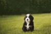 O cachorro Bernese só pode sair para passeios depois de vacinado