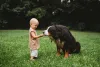 O Bernese é um cachorro que se dá bem com crianças
