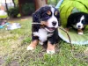 Brincadeiras com Bernese ajudam no seu desenvolvimento