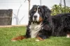O cachorro Bernese não gosta de ficar muito tempo sozinho