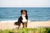 Passear com Bernese ajuda a estreitar as relações com o dog