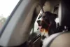 Viajar com cachorro Bernese é uma experiência única