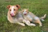 Cachorro e gato: cara de um, focinho de outro! Estamos sem condições pra essa foto!