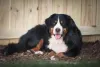 Bernese pode sofrer com displasia coxofemoral por ser um cachorro grande