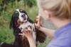 Ensinar truques para o Bernese é muito simples