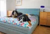 Raça de cachorro Bernese tem expectativa de vida de 6 a 8 anos