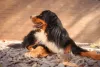 Os cuidados com Bernese não são difíceis