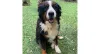 Essa Bernese da foto é a Lola, cachorrinha do Thiago