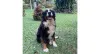 Bernese: a cachorrinha Lola gosta de se sentir na liderança