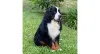 O Bernese Banjo é um dos cãezinhos mais lindos!