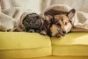 Gato e cachorro: juntos até na hora de se proteger do frio!