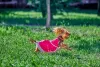 Deusas gregas podem ser inspiração de nome para cachorra fêmea pequena Yorkshire