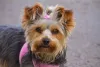 Inspiração de nome para cachorra fêmea: deusas gregas como Atena ou Afrodite