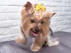 Nome para cachorra fêmea pequena inspirado na natureza: Sol, Estrela, Lua, Violeta, Íris...