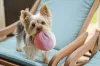 Nome para cachorro pequeno: Yorkshire pode ter nome de grandes personalidades, como Elvis.