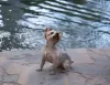 É fã de cinema? Nome do cachorro pequeno pode ser Vito, Hermione, Dorothy e até Hannibal