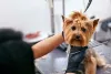 Nome para cachorra fêmea pequena de uma diva Pop! Lady Gaga e Britney são duas opções