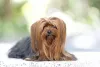 Nomes para yorkshire peludo: cabeludos como Kurt ou Paul são inspirações