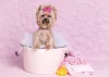 Nome para cachorro pequeno fêmea Yorkshire: raça merece mesmo mimo de uma diva como Rihanna.