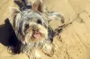 Nome do cachorro pequeno: Jack Sparrow é boa opção para os fãs de sagas!