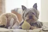 Nome de cachorro pequeno latino americano: Belchior, Caetano ou Cartola