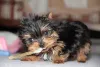 Nome para cachorro pequeno composto e simples de entender: Dora Liz ou Davi Lucca