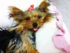 Há vários lindos nomes para cachorro pequeno fêmea Yorkshire: Flor, Princesa e Jasmin são clássicos.