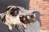 Cães e gatos: quando ensinados a conviver em paz, essas espécies viram grandes amigas